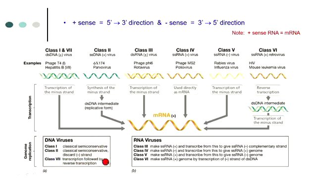The Baltimore Classification System